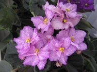 -Кружевные зонтики_0535.webp