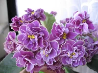 -Магия любви_0527.webp