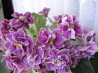 -Магия любви_0529.webp