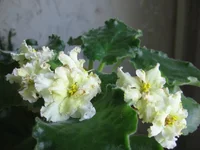 Sunkissed Rose_0560.webp