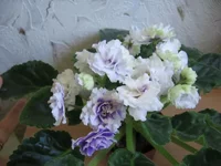 -Сливовый коктейль_0564.webp