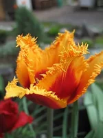 06.webp