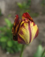 07.webp