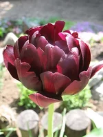 09.webp