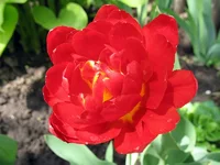 010.webp