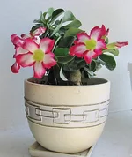 adenium_mini_1a.jpg