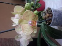 0040.webp