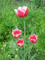IMG_0992.webp