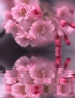 amra.webp