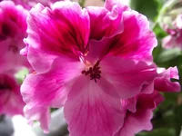 королевская 1.webp