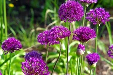 IMGP1508.webp