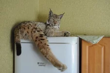 003.webp