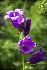 IMG_8248 для ХФ.webp