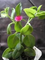 Aptenia cordiflore (Аптения сердцелистная) 4.webp