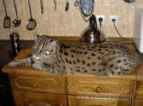 121.webp