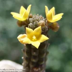Echidnopsis-cereiformis-fl-NA.jpg