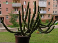 цветок2 017.jpg