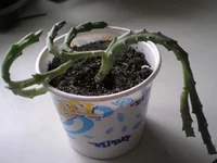 Orbea variegata (орбея).jpg