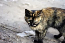 _2.webp