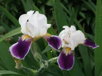 P5230324.webp