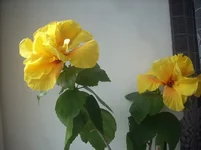 y_b8fff990.jpg