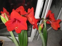 IMG_1527.webp