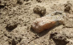 Small rock on ''Mars''-3sm-2011.webp