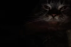  Тохи ресайз.webp