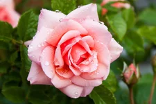 IMG_0697_1.webp