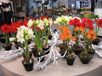 IMG_0723.webp