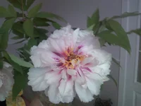 -0085.webp