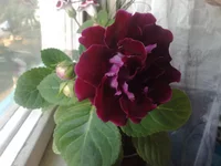 23052011449.webp