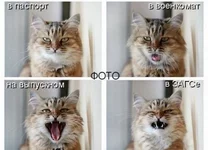 460.webp