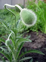 .webp