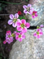 .webp