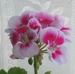 pelarg1.webp