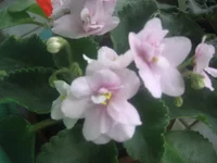 lilian garrat.webp