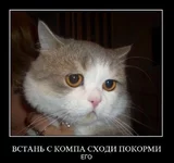 464.webp
