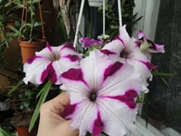  петуния.webp