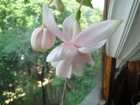 .webp