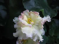 Sunkissed Rose_0590.webp