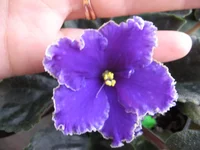 Rodeo Roundup_0593.webp