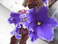 Rodeo Roundup_0570.webp