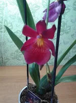 dbced3.webp