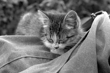 _DSC0356 copy.webp