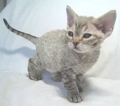 devonrex.webp