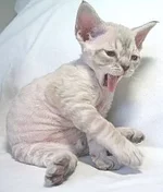 devonrex1.webp