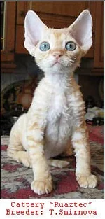 devon-rex_kitten_2005n.webp