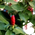 awapuhi1a.jpg