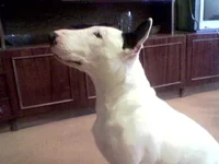 1-ЕВА 27.06.05..webp